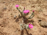 Prickly Pear